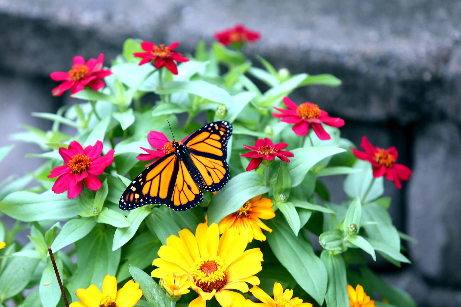 Monarch butterflies find home in couple's spare bedroom 15